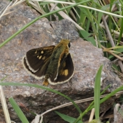 Trapezites luteus at Theodore, ACT - 12 Oct 2022