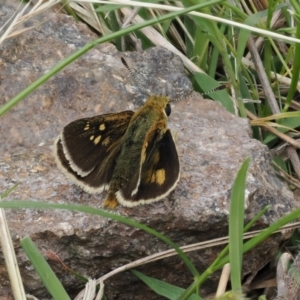 Trapezites luteus at Theodore, ACT - 12 Oct 2022