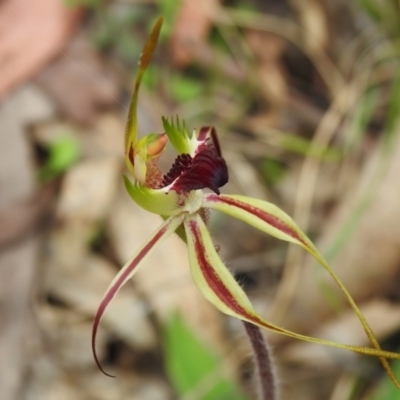 Caladenia parva (Brown-clubbed Spider Orchid) at Paddys River, ACT - 12 Oct 2022 by JohnBundock