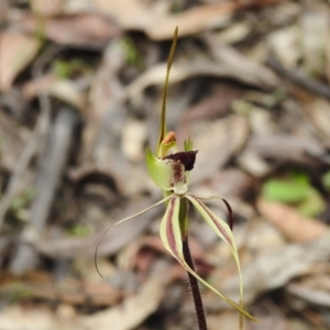 Caladenia parva at Paddys River, ACT - 12 Oct 2022