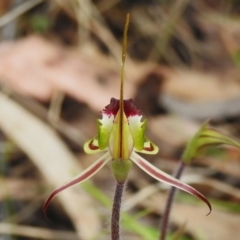 Caladenia parva at Paddys River, ACT - suppressed