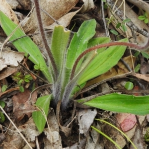 Caladenia parva at Paddys River, ACT - suppressed