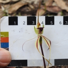 Caladenia parva at Paddys River, ACT - suppressed