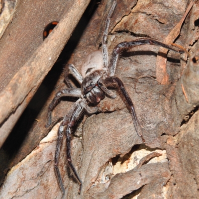 Isopeda sp. (genus) (Huntsman Spider) at Lions Youth Haven - Westwood Farm A.C.T. - 12 Oct 2022 by HelenCross