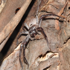 Isopeda sp. (genus) (Huntsman Spider) at Lions Youth Haven - Westwood Farm - 12 Oct 2022 by HelenCross