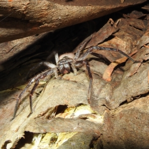 Isopeda sp. (genus) at Kambah, ACT - 12 Oct 2022