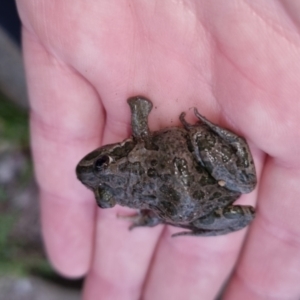 Limnodynastes tasmaniensis at Bungendore, NSW - 13 Oct 2022