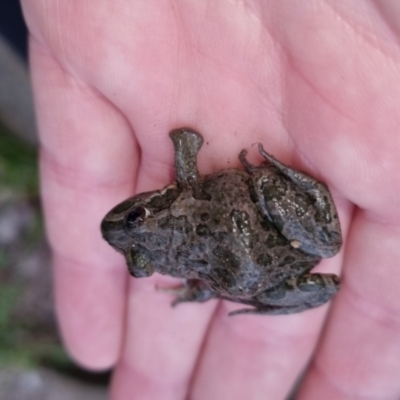 Limnodynastes tasmaniensis (Spotted Grass Frog) at QPRC LGA - 13 Oct 2022 by clarehoneydove