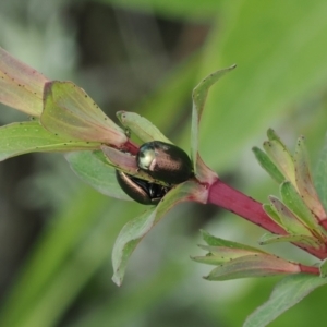 Chrysolina quadrigemina at Theodore, ACT - 12 Oct 2022