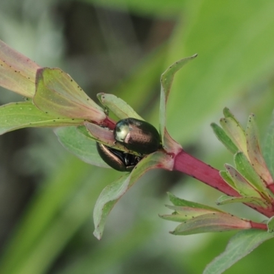 Chrysolina quadrigemina (Greater St Johns Wort beetle) at Theodore, ACT - 12 Oct 2022 by RAllen