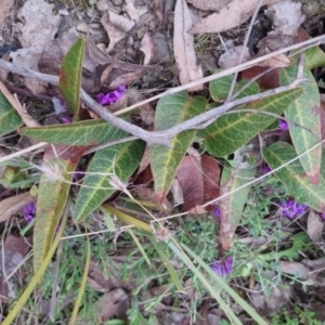 Hardenbergia violacea at Bungendore, NSW - 13 Oct 2022