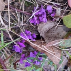 Hardenbergia violacea at Bungendore, NSW - 13 Oct 2022 03:45 PM