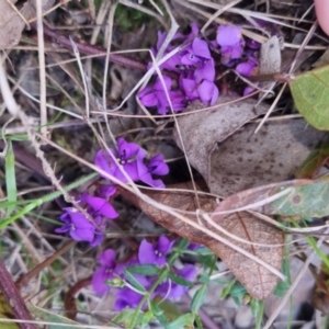 Hardenbergia violacea at Bungendore, NSW - 13 Oct 2022 03:45 PM