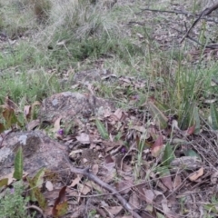 Hardenbergia violacea at Bungendore, NSW - 13 Oct 2022 03:45 PM