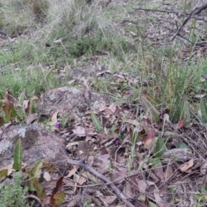 Hardenbergia violacea at Bungendore, NSW - 13 Oct 2022 03:45 PM