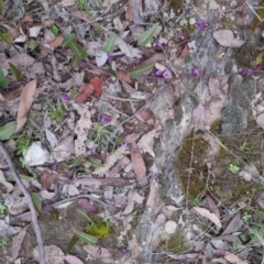 Hardenbergia violacea at Bungendore, NSW - 13 Oct 2022 03:45 PM