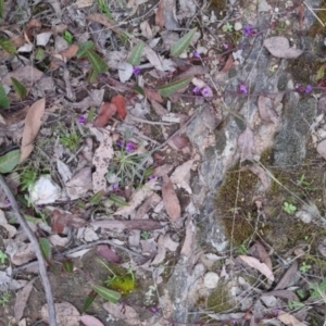 Hardenbergia violacea at Bungendore, NSW - 13 Oct 2022