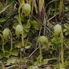 Pterostylis nutans (Nodding Greenhood) at Paddys River, ACT - 12 Oct 2022 by JohnBundock