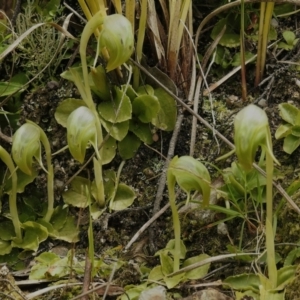 Pterostylis nutans at Paddys River, ACT - 12 Oct 2022