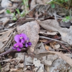 Hardenbergia violacea (False Sarsaparilla) at QPRC LGA - 13 Oct 2022 by clarehoneydove