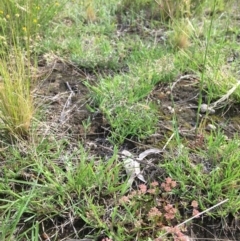 Polycarpon tetraphyllum (Four-leaf Allseed) at Yarralumla, ACT - 7 Nov 2021 by grakymhirth@tpg.com