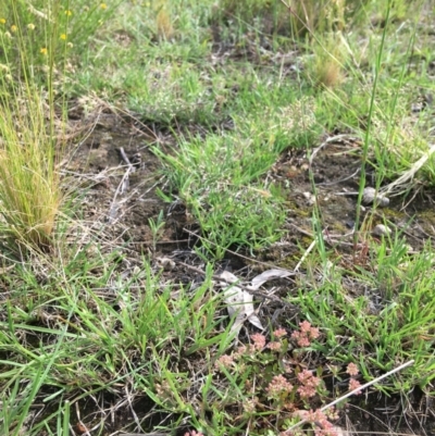 Polycarpon tetraphyllum (Four-leaf Allseed) at Stirling Park - 7 Nov 2021 by grakymhirth@tpg.com