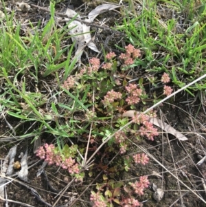 Polycarpon tetraphyllum at Yarralumla, ACT - 7 Nov 2021
