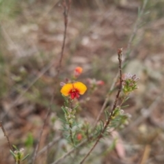 Dillwynia sericea (Egg And Bacon Peas) at QPRC LGA - 13 Oct 2022 by clarehoneydove