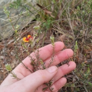 Dillwynia sericea at Bungendore, NSW - 13 Oct 2022