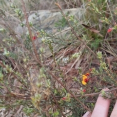 Dillwynia sericea at Bungendore, NSW - 13 Oct 2022 03:41 PM