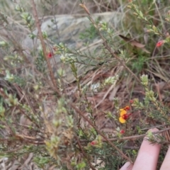 Dillwynia sericea at Bungendore, NSW - 13 Oct 2022