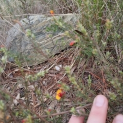 Dillwynia sericea at Bungendore, NSW - 13 Oct 2022 03:41 PM