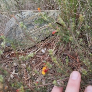 Dillwynia sericea at Bungendore, NSW - 13 Oct 2022