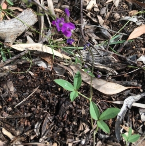 Glycine tabacina at Yarralumla, ACT - 7 Nov 2021 03:21 PM