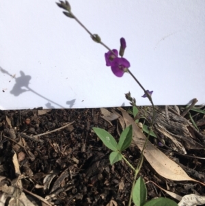 Glycine tabacina at Yarralumla, ACT - 7 Nov 2021 03:21 PM