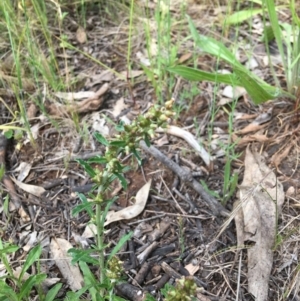 Gamochaeta purpurea at Yarralumla, ACT - 7 Nov 2021