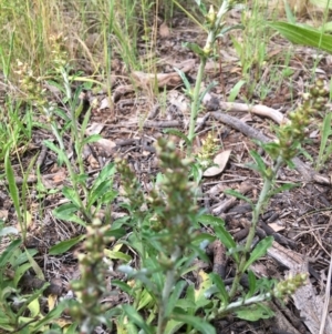 Gamochaeta purpurea at Yarralumla, ACT - 7 Nov 2021