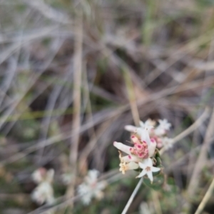 Brachyloma daphnoides at Bungendore, NSW - 13 Oct 2022