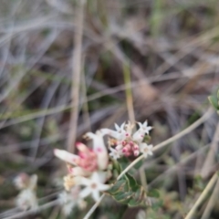 Brachyloma daphnoides at Bungendore, NSW - 13 Oct 2022