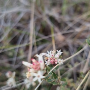 Brachyloma daphnoides at Bungendore, NSW - 13 Oct 2022 03:39 PM