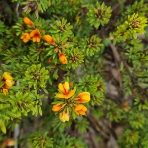 Pultenaea subspicata at Bungendore, NSW - 13 Oct 2022