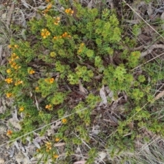 Pultenaea subspicata at Bungendore, NSW - 13 Oct 2022