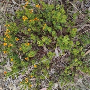 Pultenaea subspicata at Bungendore, NSW - 13 Oct 2022