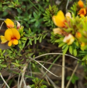 Pultenaea subspicata at Bungendore, NSW - 13 Oct 2022