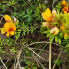 Pultenaea subspicata at Bungendore, NSW - 13 Oct 2022