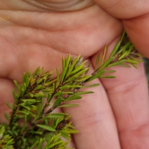 Pultenaea subspicata at Bungendore, NSW - 13 Oct 2022