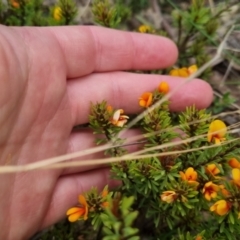 Pultenaea subspicata at Bungendore, NSW - 13 Oct 2022