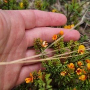 Pultenaea subspicata at Bungendore, NSW - 13 Oct 2022