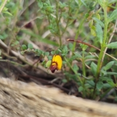 Bossiaea buxifolia (Matted Bossiaea) at QPRC LGA - 13 Oct 2022 by clarehoneydove