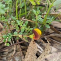 Bossiaea buxifolia at Bungendore, NSW - 13 Oct 2022 03:35 PM